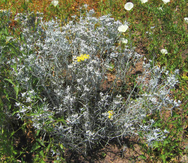 Detailed Picture 2 of Tetradymia comosa