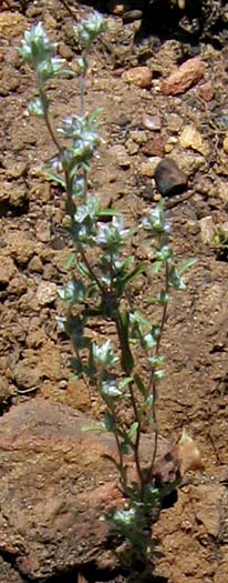 Detailed Picture 3 of Logfia filaginoides