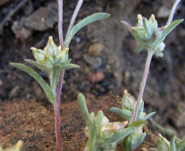 Detailed Picture 2 of Logfia filaginoides