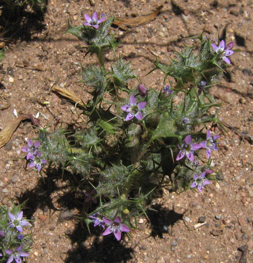 Detailed Picture 2 of Navarretia hamata ssp. hamata