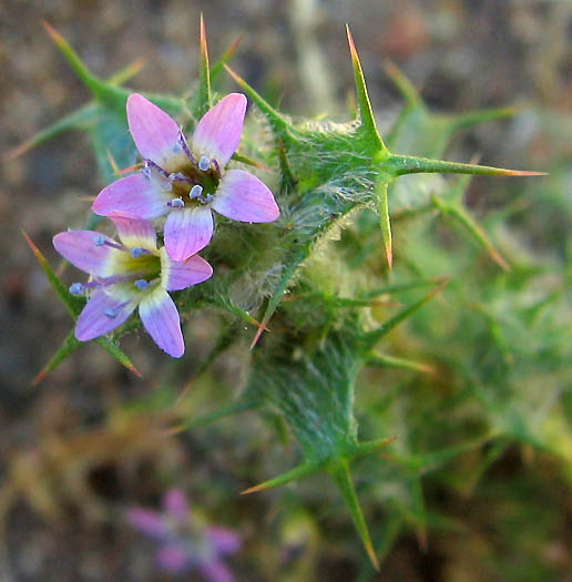 Detailed Picture 1 of Navarretia hamata ssp. hamata