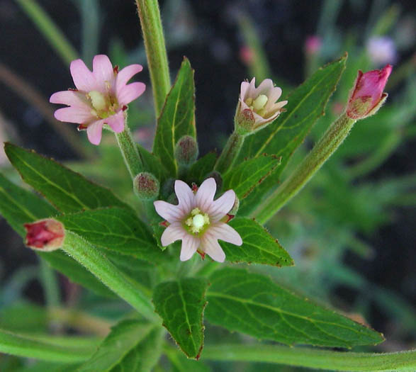 Detailed Picture 3 of Epilobium ciliatum ssp. ciliatum