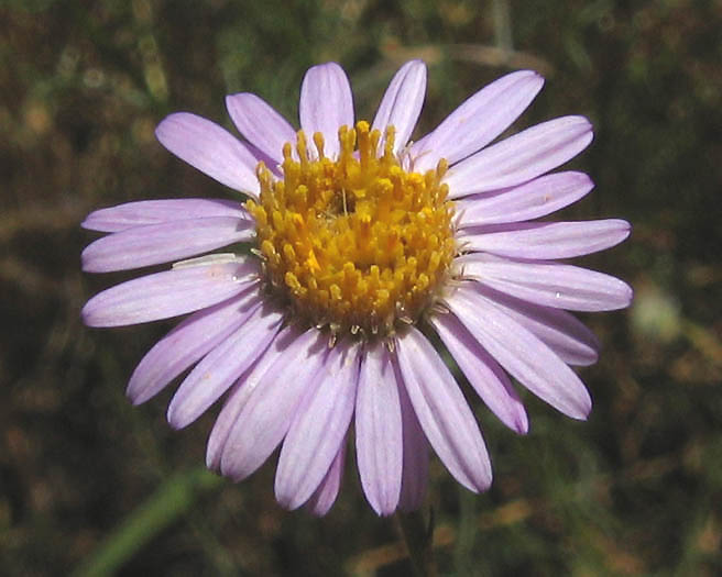 Detailed Picture 1 of Erigeron foliosus var. foliosus