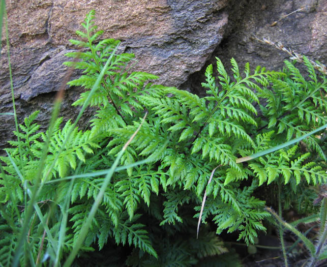 Detailed Picture 2 of Aspidotis californica