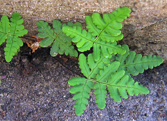 Detailed Picture 1 of Pentagramma triangularis