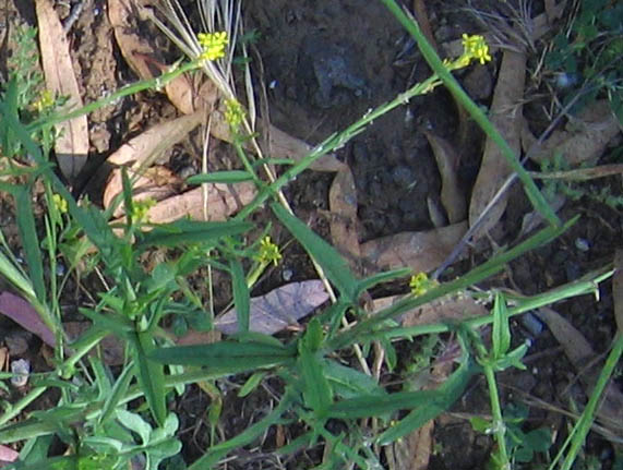 Detailed Picture 3 of Sisymbrium officinale