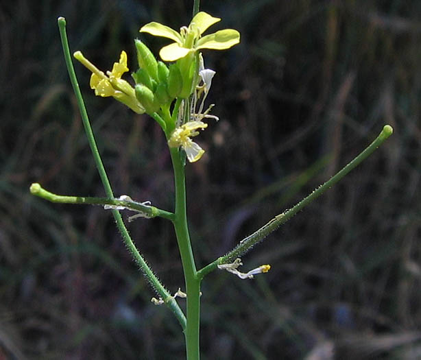 Detailed Picture 3 of Sisymbrium orientale