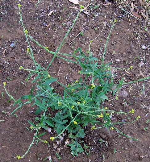 Detailed Picture 4 of Sisymbrium officinale