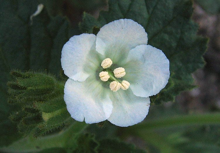 Detailed Picture 4 of Phacelia viscida