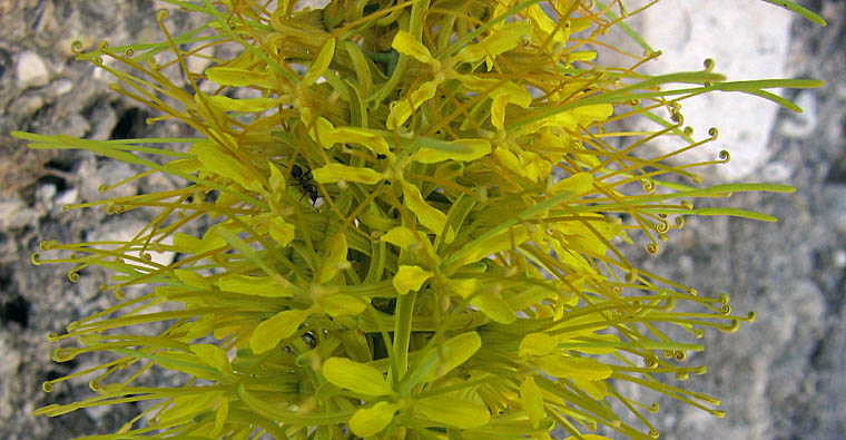 Detailed Picture 2 of Stanleya pinnata var. pinnata