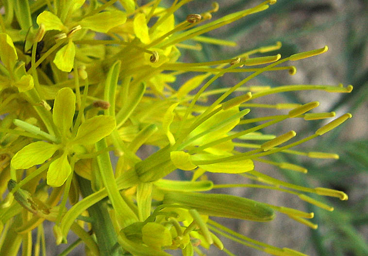 Detailed Picture 1 of Stanleya pinnata var. pinnata