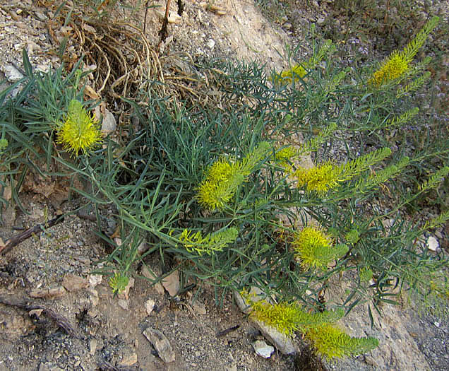 Detailed Picture 4 of Stanleya pinnata var. pinnata