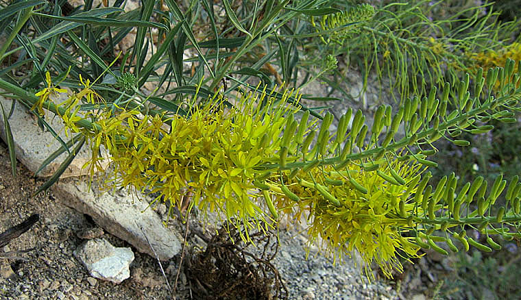 Detailed Picture 3 of Stanleya pinnata var. pinnata