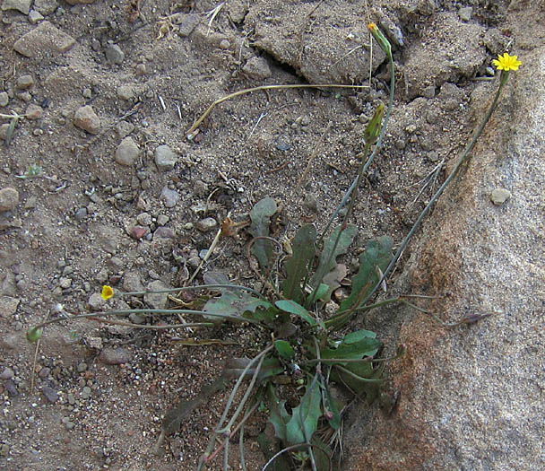 Detailed Picture 4 of Hypochaeris glabra