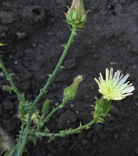 Detailed Picture 2 of Rafinesquia californica