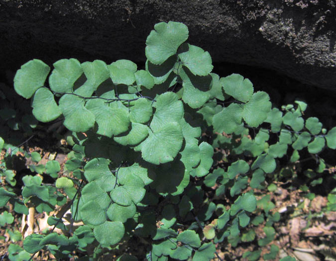 Detailed Picture 1 of Adiantum jordanii