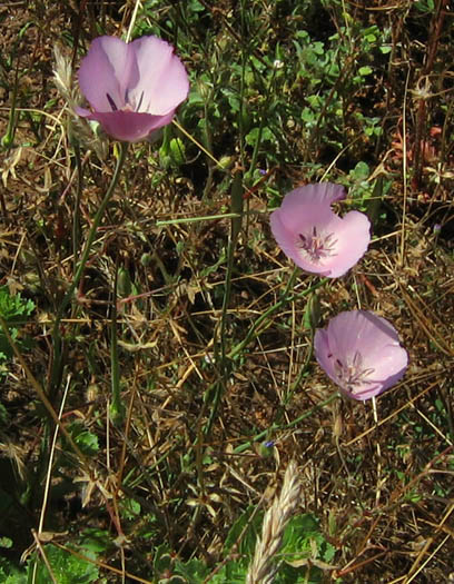 Detailed Picture 4 of Calochortus splendens