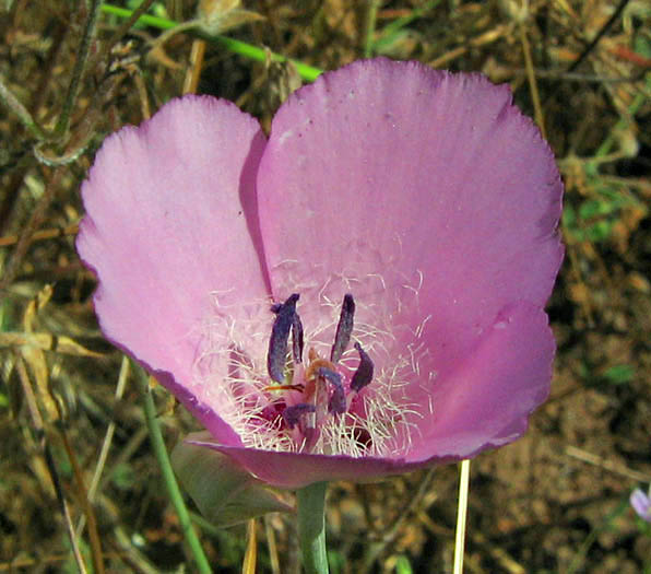 Detailed Picture 1 of Calochortus splendens