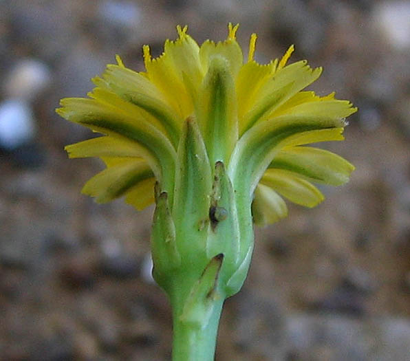 Detailed Picture 2 of Hypochaeris glabra