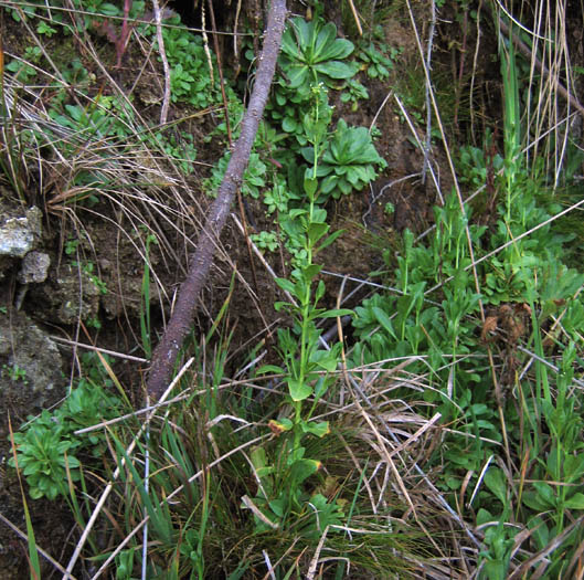 Detailed Picture 3 of Samolus parviflorus