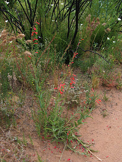 Detailed Picture 6 of Penstemon centranthifolius