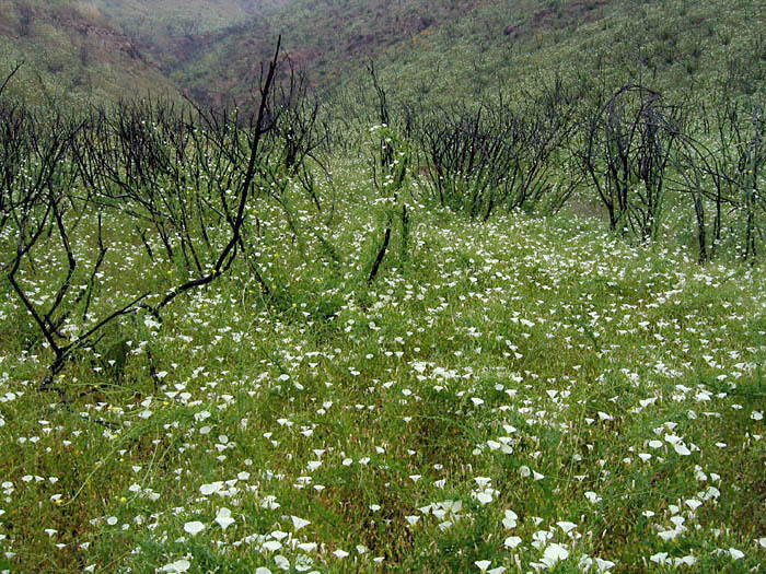 Detailed Picture 6 of Calystegia macrostegia ssp. cyclostegia