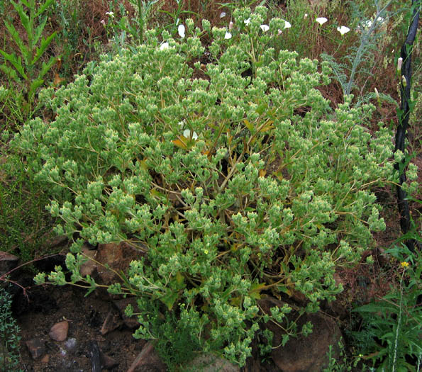 Detailed Picture 7 of Mentzelia micrantha