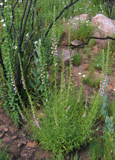 Detailed Picture 4 of Antirrhinum thompsonii