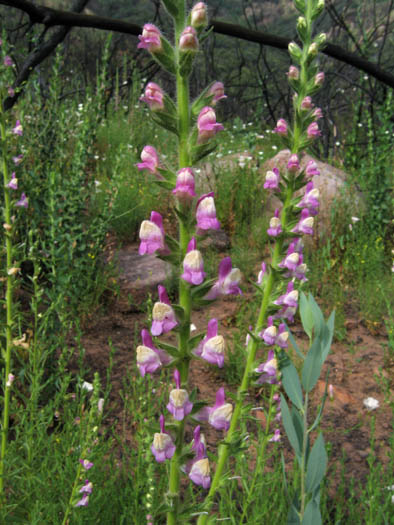 Detailed Picture 3 of Antirrhinum thompsonii