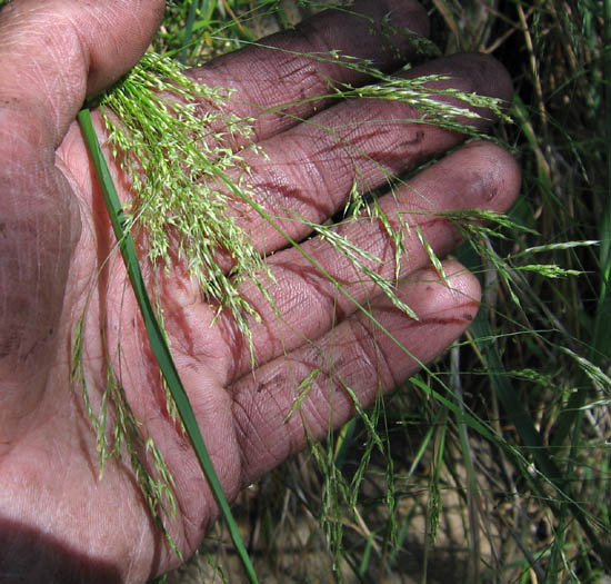 Detailed Picture 2 of Stipa miliacea var. miliacea