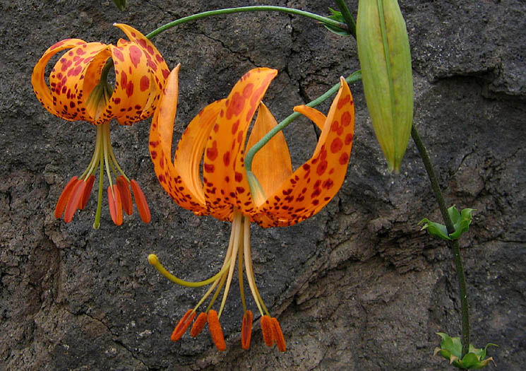 Detailed Picture 1 of Lilium humboldtii ssp. ocellatum