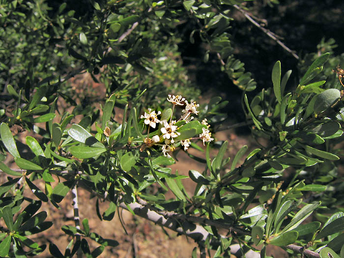 Detailed Picture 5 of Ceanothus cuneatus var. cuneatus