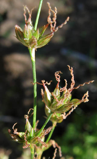 Detailed Picture 2 of Juncus macrophyllus