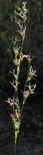 Detailed Picture 4 of Juncus macrophyllus