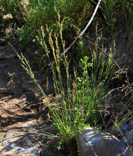 Detailed Picture 5 of Juncus macrophyllus