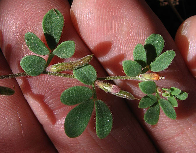 Detailed Picture 6 of Acmispon wrangelianus