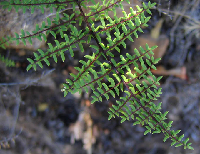 Detailed Picture 1 of Pellaea mucronata var. mucronata