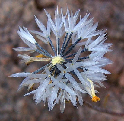 Detailed Picture 3 of Chaenactis glabriuscula var. glabriuscula