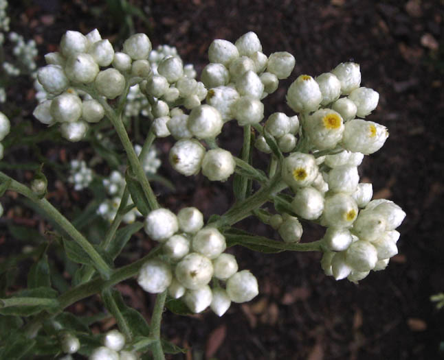 Detailed Picture 4 of Pseudognaphalium californicum