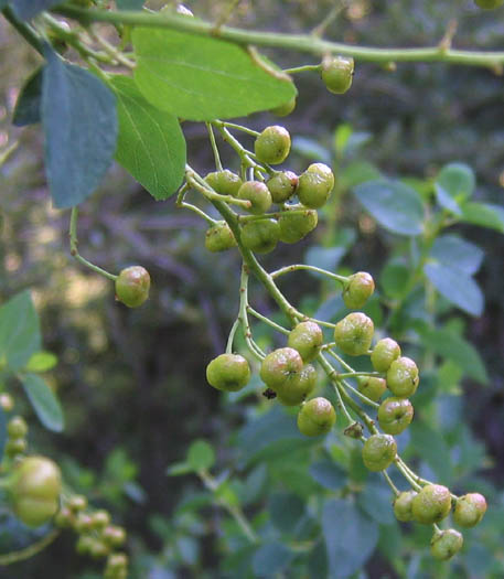 Detailed Picture 6 of Ceanothus leucodermis