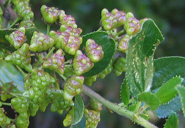 Detailed Picture 9 of Ceanothus oliganthus var. oliganthus