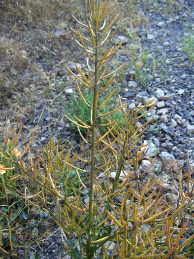 Detailed Picture 6 of Barbarea orthoceras