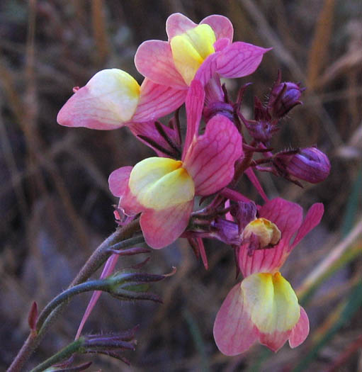 Detailed Picture 2 of Linaria maroccana