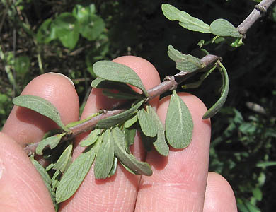 Detailed Picture 6 of Ceanothus cuneatus var. cuneatus