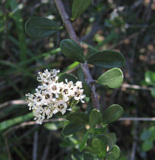 Detailed Picture 4 of Ceanothus cuneatus var. cuneatus