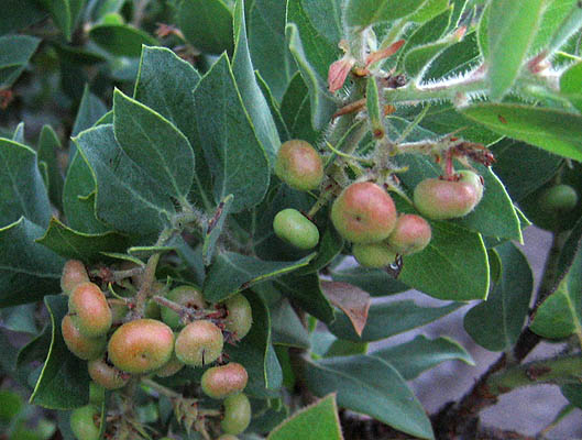 Detailed Picture 6 of Arctostaphylos glandulosa