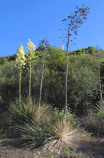 Detailed Picture 5 of Hesperoyucca whipplei