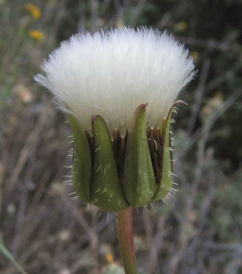 Detailed Picture 3 of Urospermum picroides