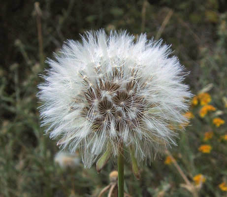 Detailed Picture 7 of Urospermum picroides