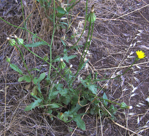 Detailed Picture 4 of Urospermum picroides